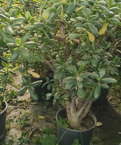 Alternative view of Crassula Ovata – Albero Di Giada 14 cm