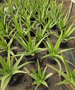 Alternative view of Aloe Vera