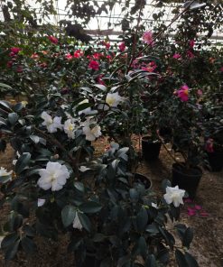 Camelia Sasanqua - immagine 3