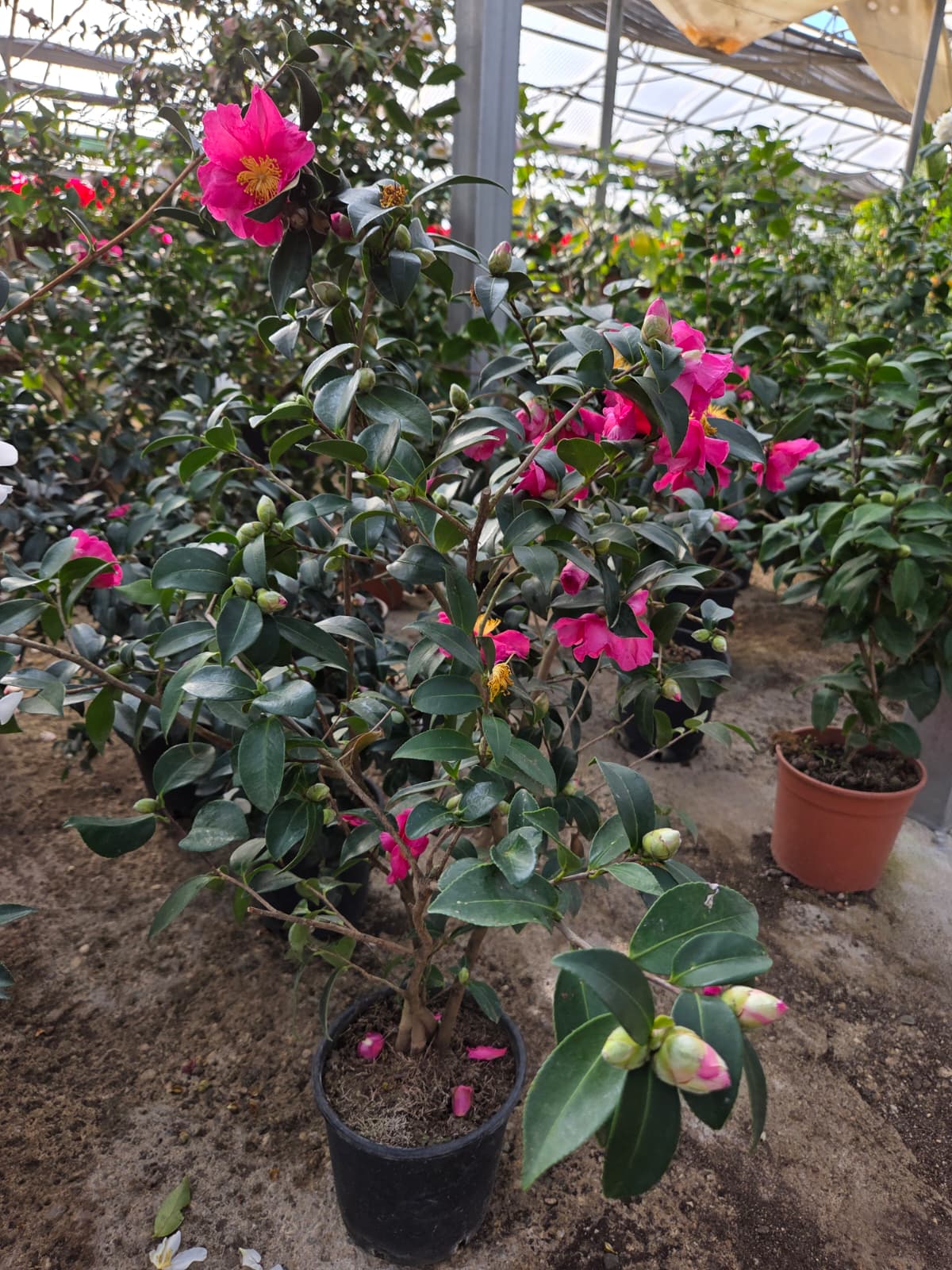 Camelia Sasanqua - immagine 2