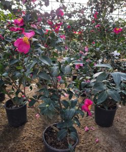 Camelia Sasanqua