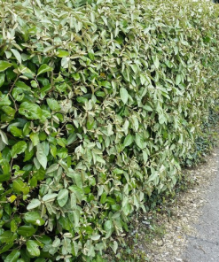 Piante da Siepe