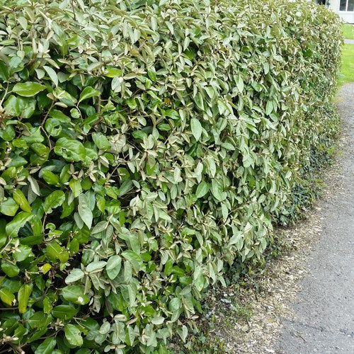 Piante da Siepe