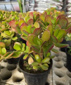 Crassula Ovata – Albero Di Giada 14 cm