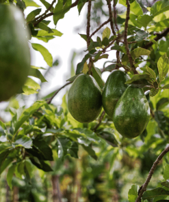 Piante da Frutto