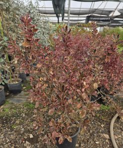 Alternative view of Berberis