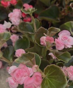 Alternative view of Begonia riccia